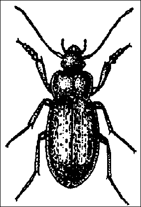A big Black Beetle